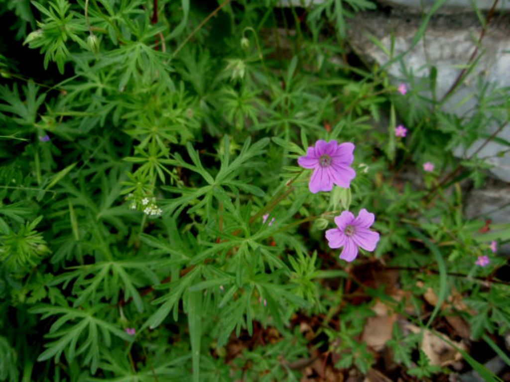 Geranium columbinum